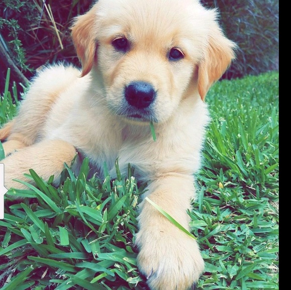 Meet your Posher, Abel - Picture 1 of 1